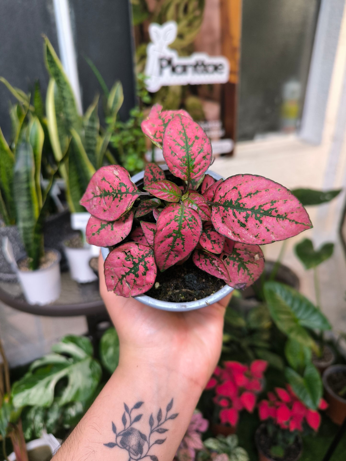 Hypoestes