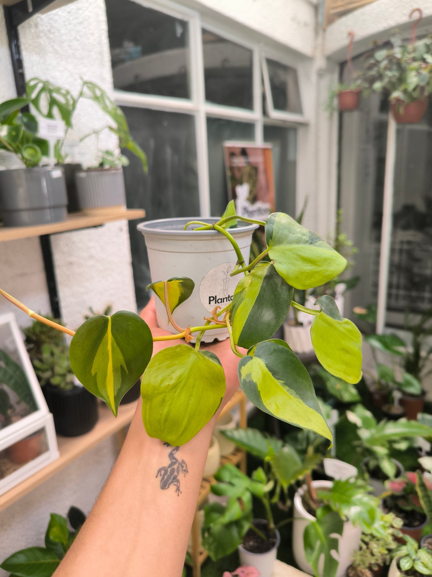 Philodendron Cordatum Brasil