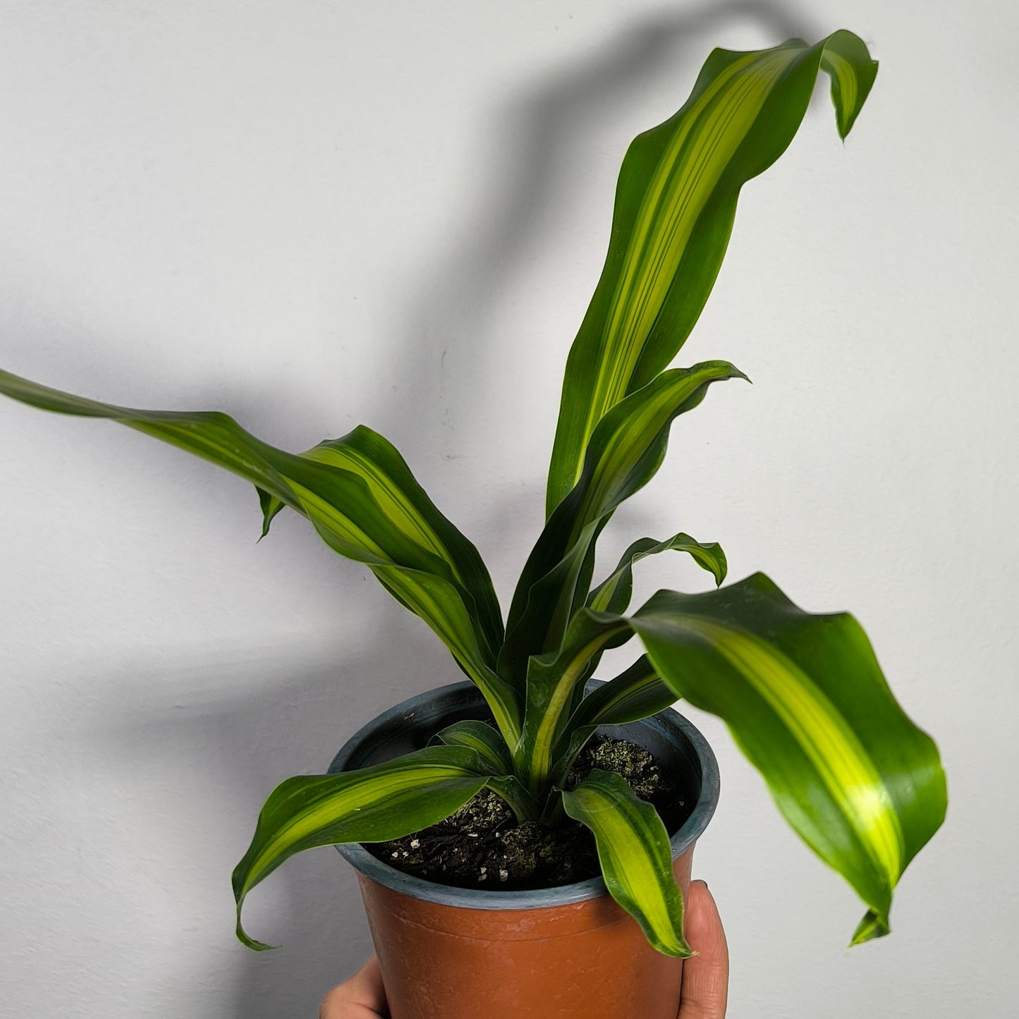 Dracena Palo De Agua