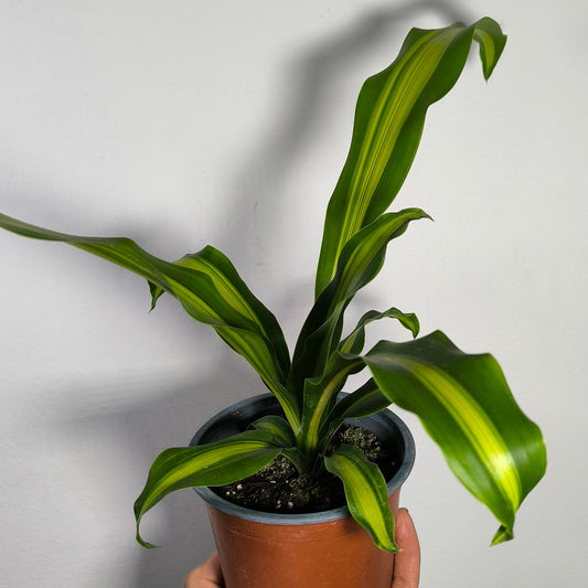Dracena Palo De Agua