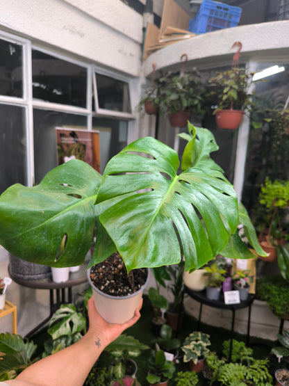 Monstera Deliciosa