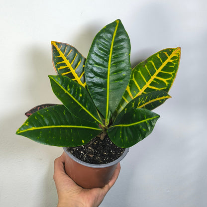 Croton Petra