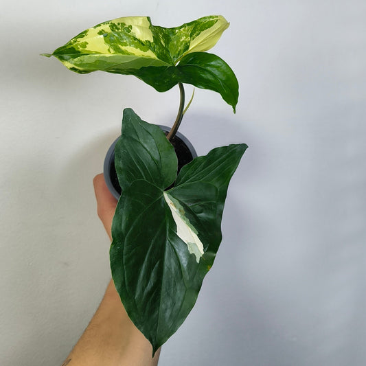 Singonio Variegado