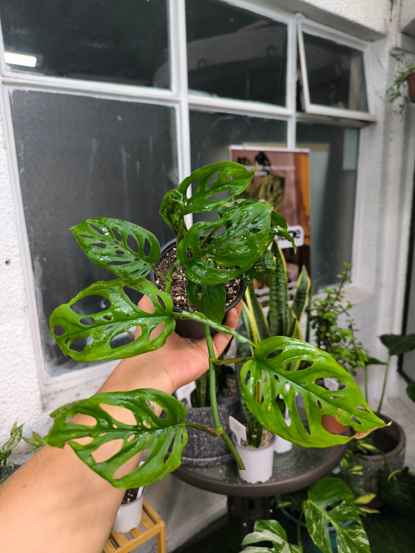 Monstera Friedrichsthalii