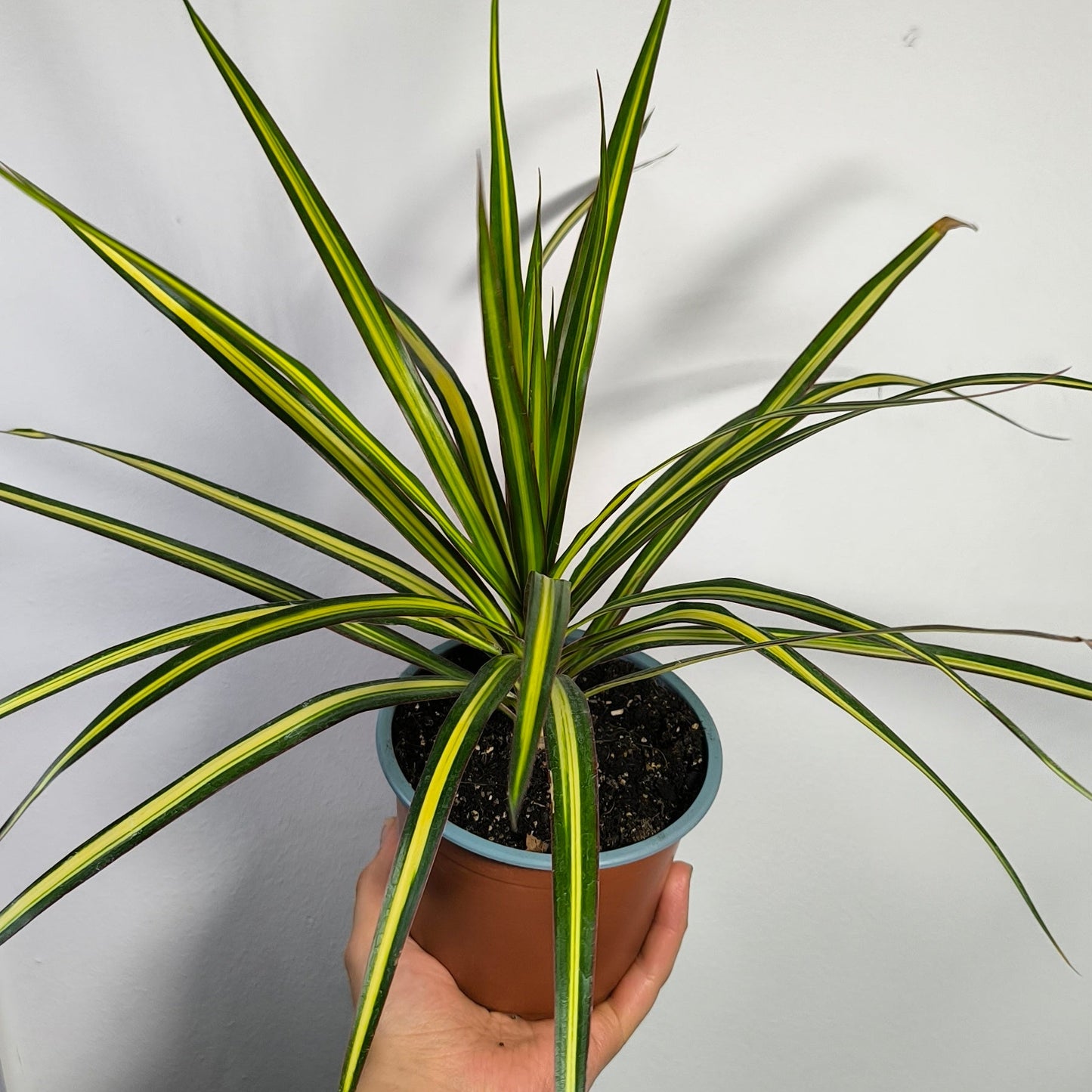 Dracena Kiwi