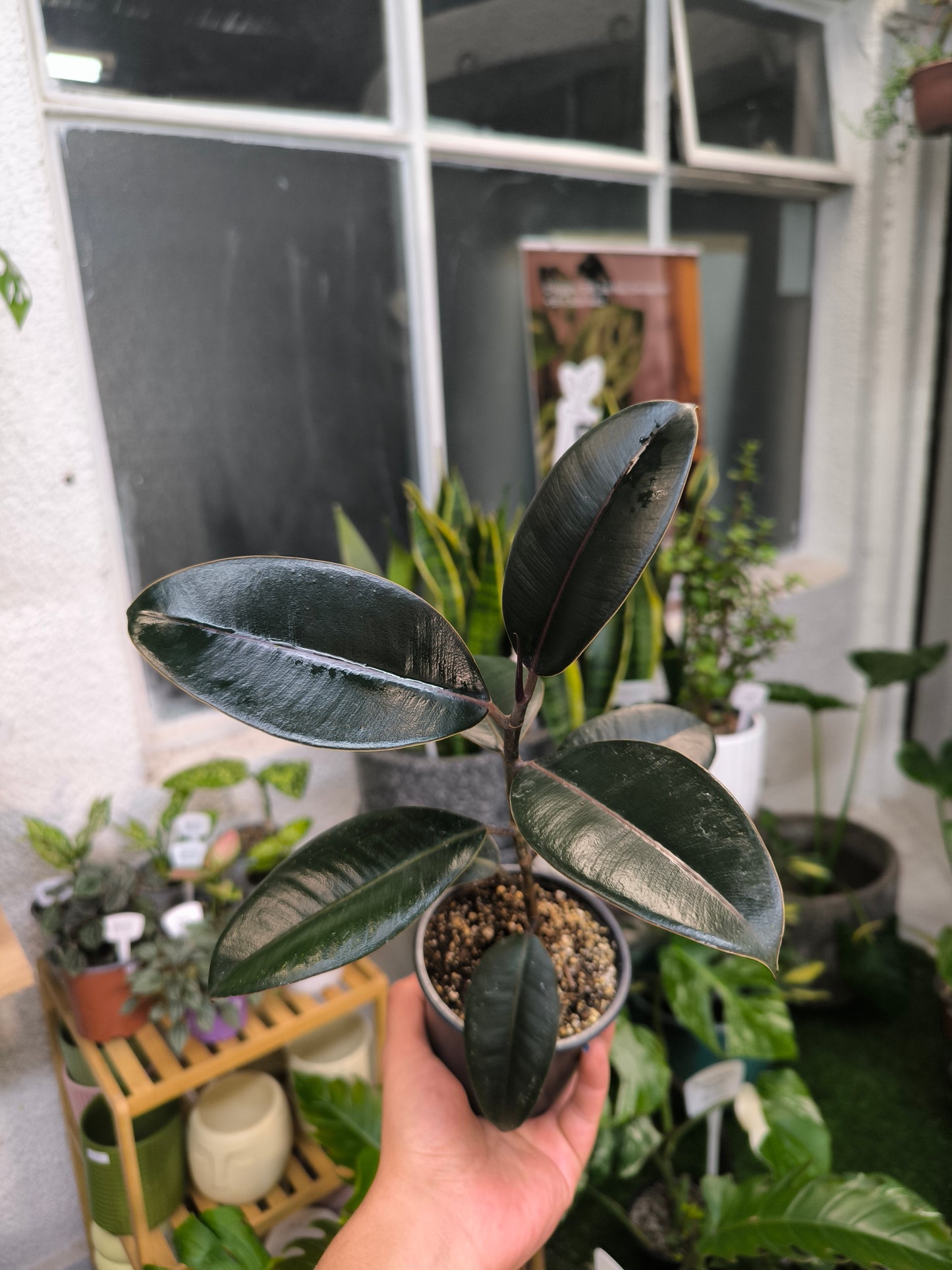 Ficus Burgundy