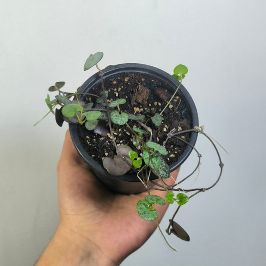 Ceropegia
