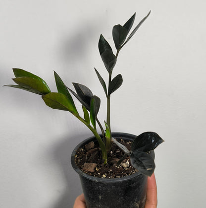 Zamioculca Zamiifolia Raven