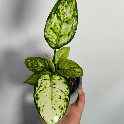 Aglaonema Eileen