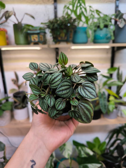 Peperomia Piccolo