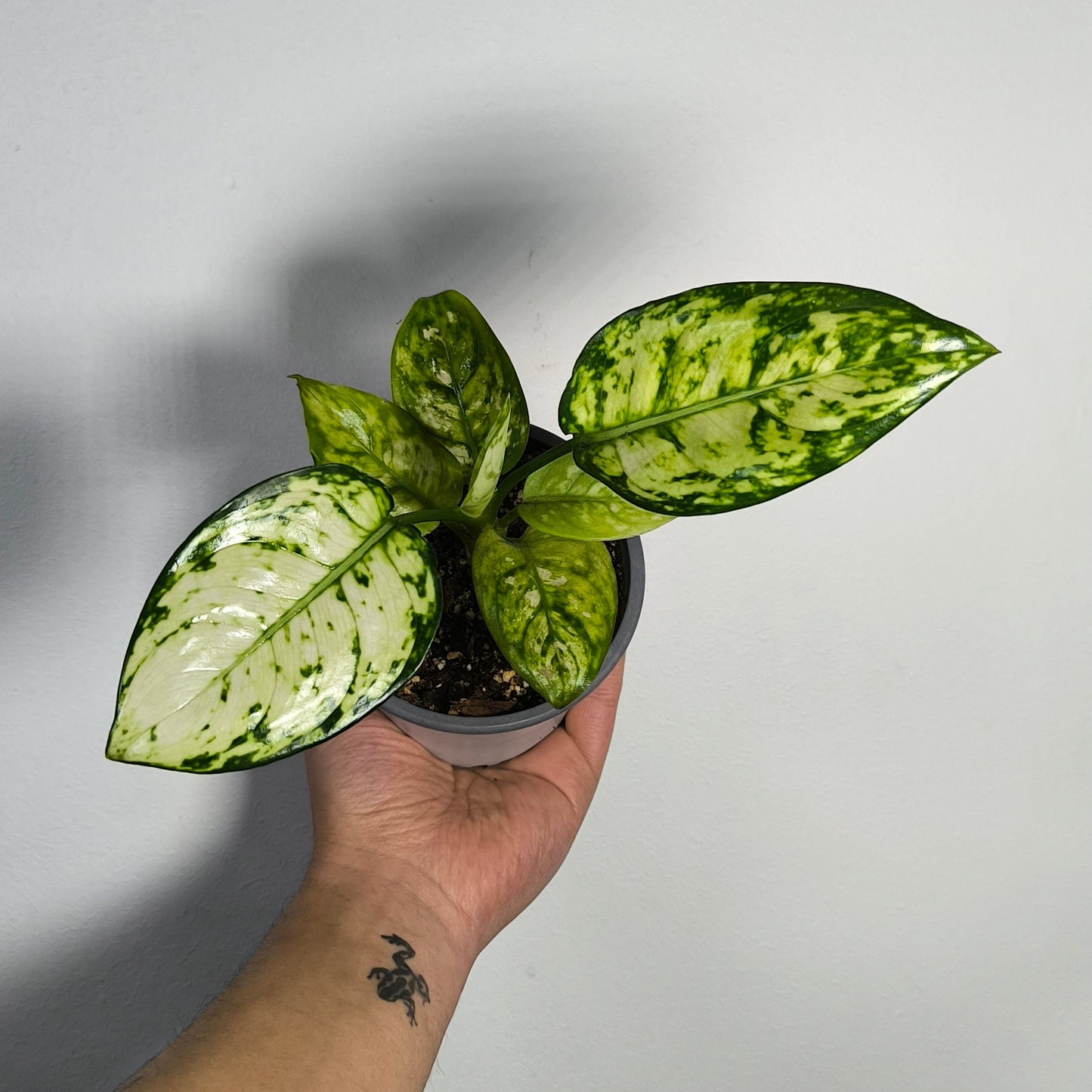 Aglaonema Eileen