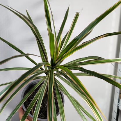Dracena Marginata Bicolor