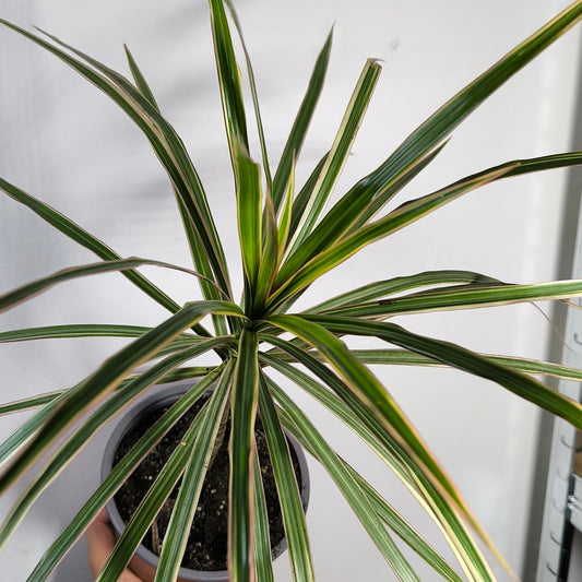 Dracena Marginata Bicolor
