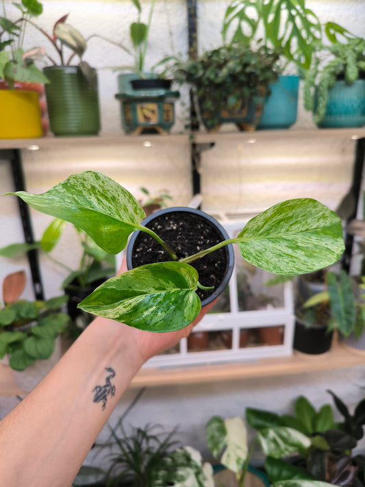 Pothos Marble Queen