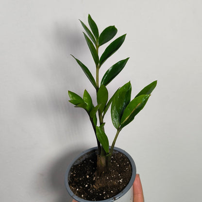 Zamioculca Zamiifolia