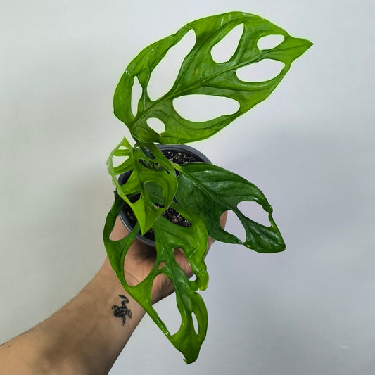 Monstera Adansonii