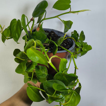Philodendron Cordatum Verde
