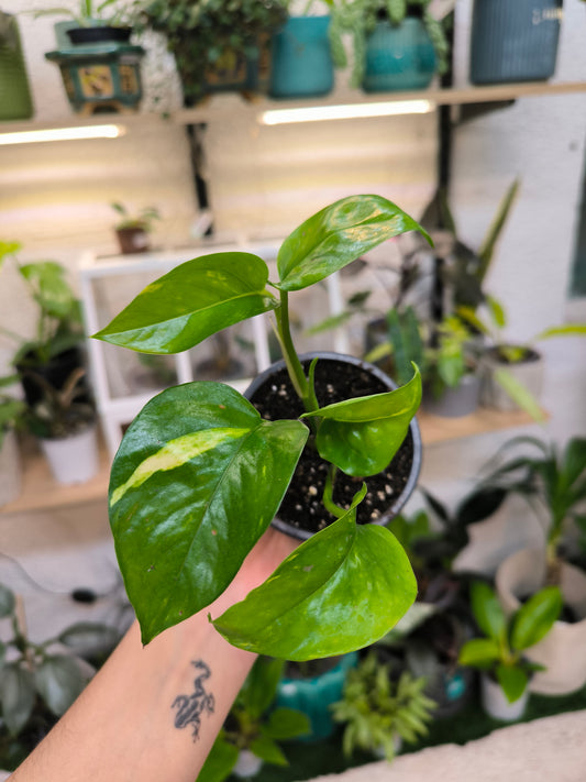 Pothus Golden