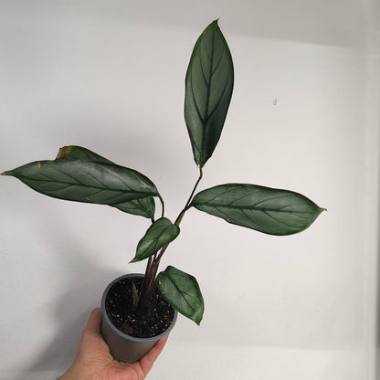 Calathea Grey Star
