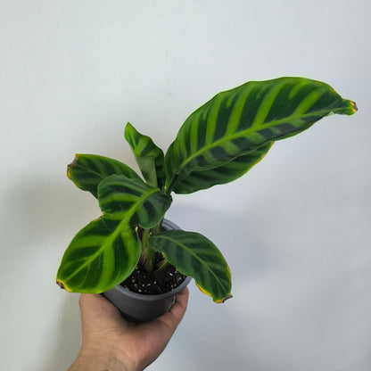 Calathea Zebrina Warscewiczii