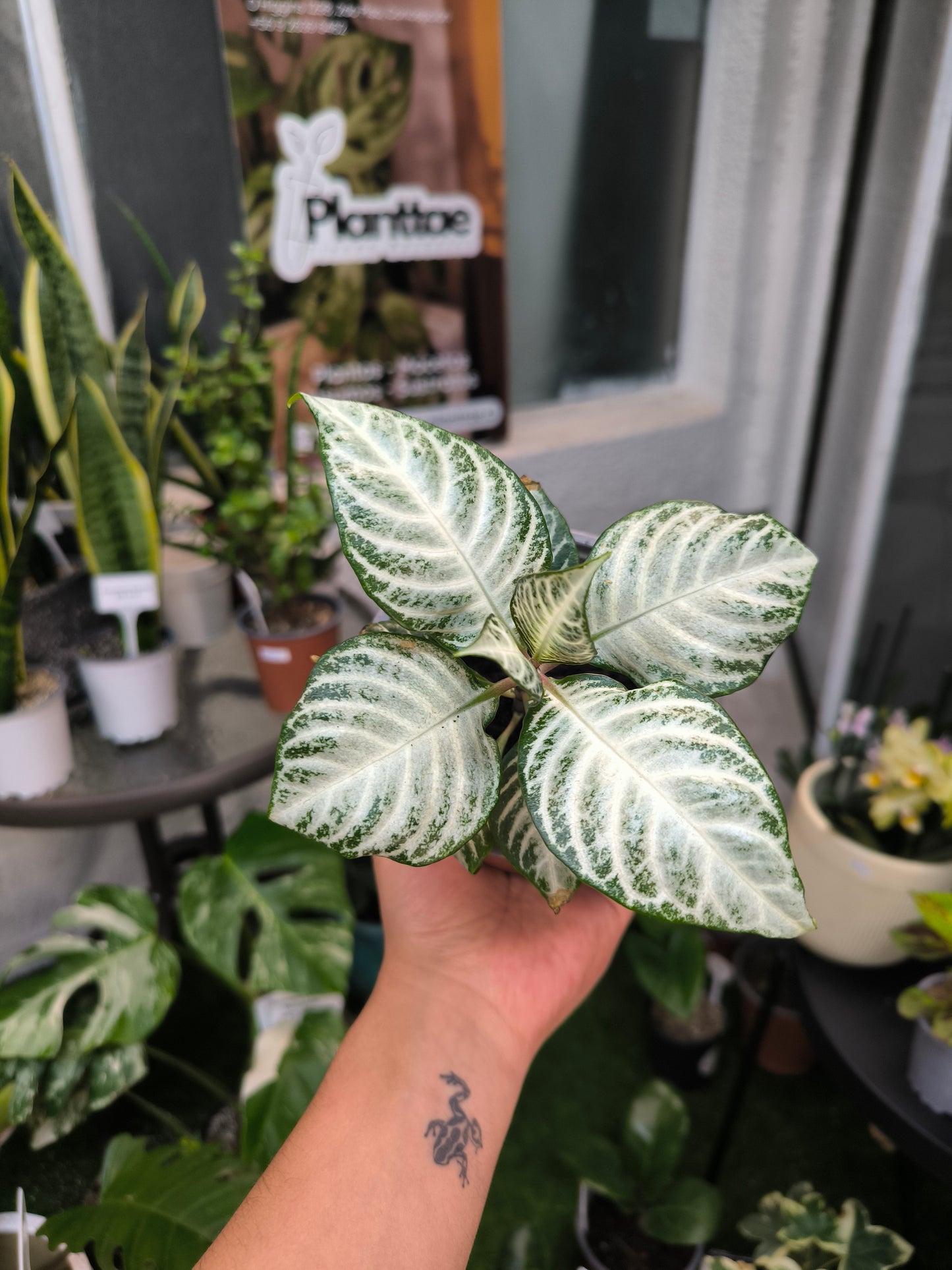 Aphelandra Withe Wash