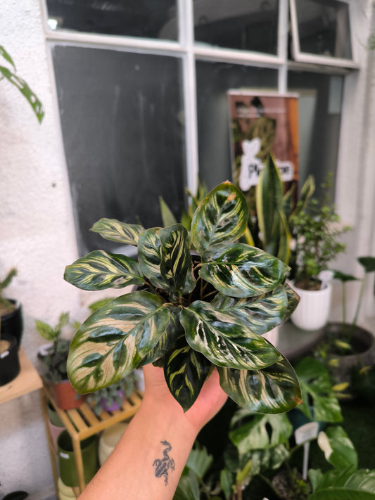 Calathea Makoyana
