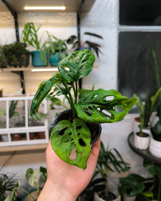 Monstera Acuminata