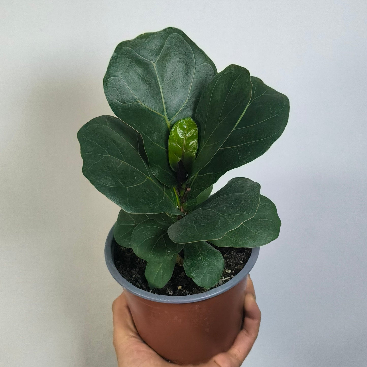 Ficus Lyrata Bambino
