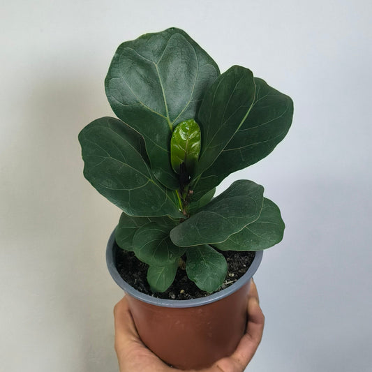Ficus Lyrata Bambino