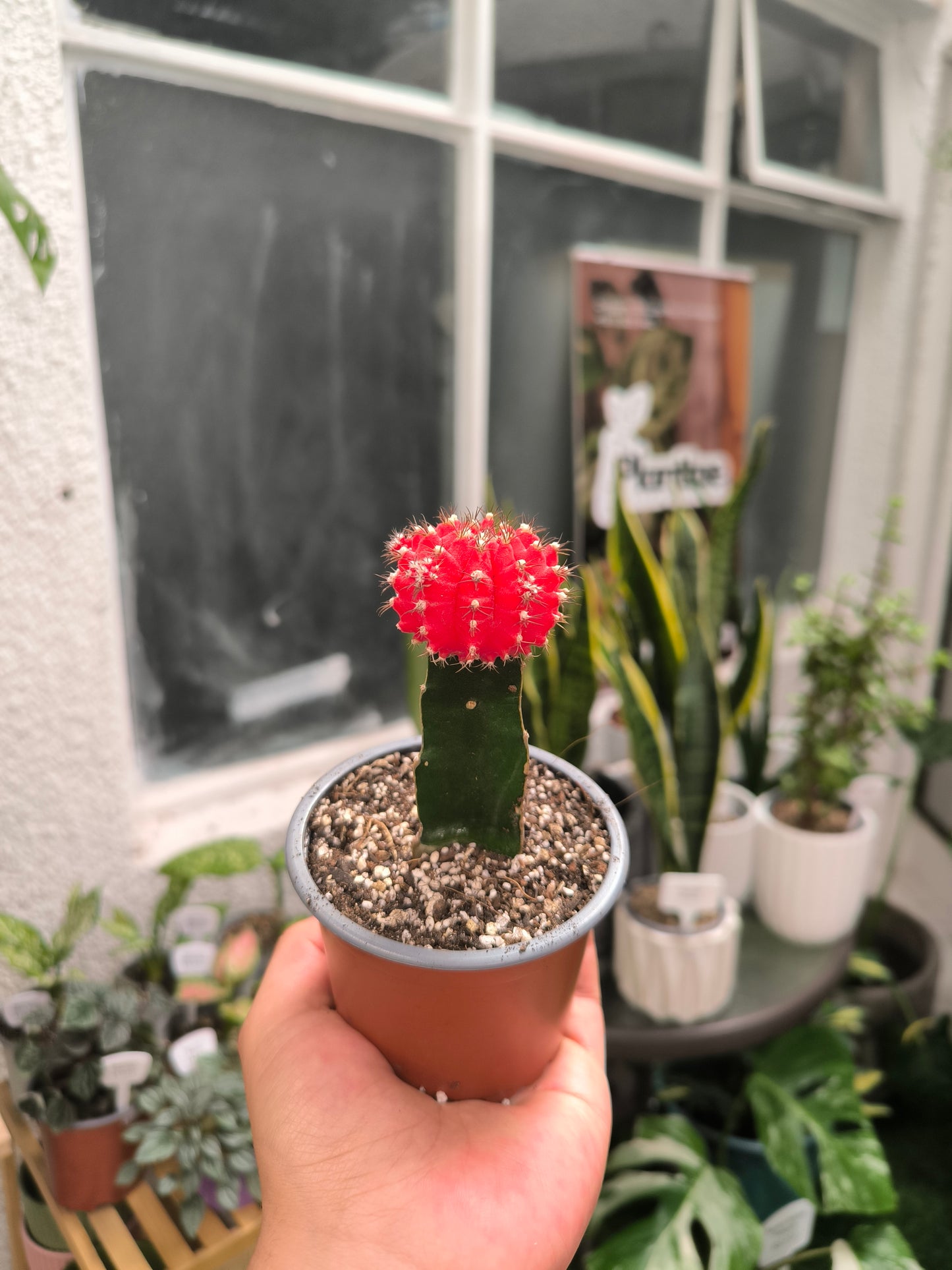 Cactus injertado