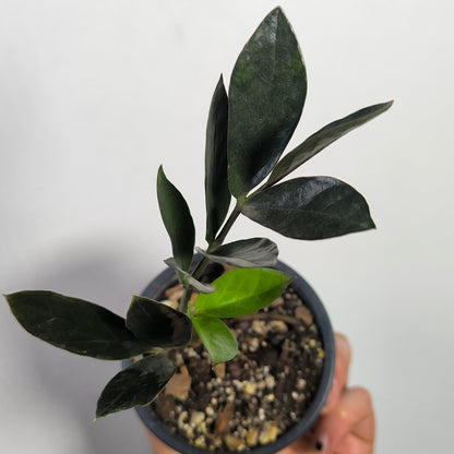 Zamioculca Zamiifolia Raven