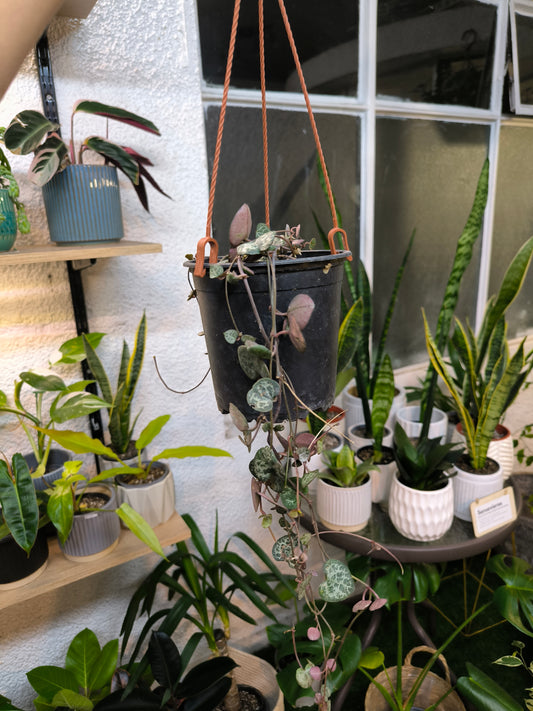 Ceropegia Woodii