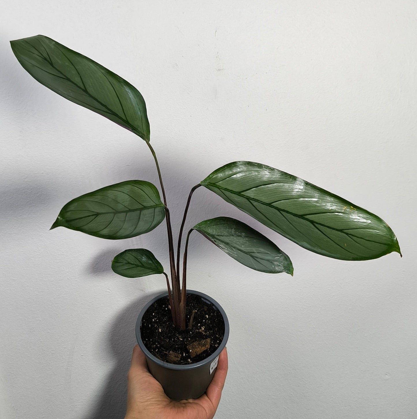 Calathea Grey Star