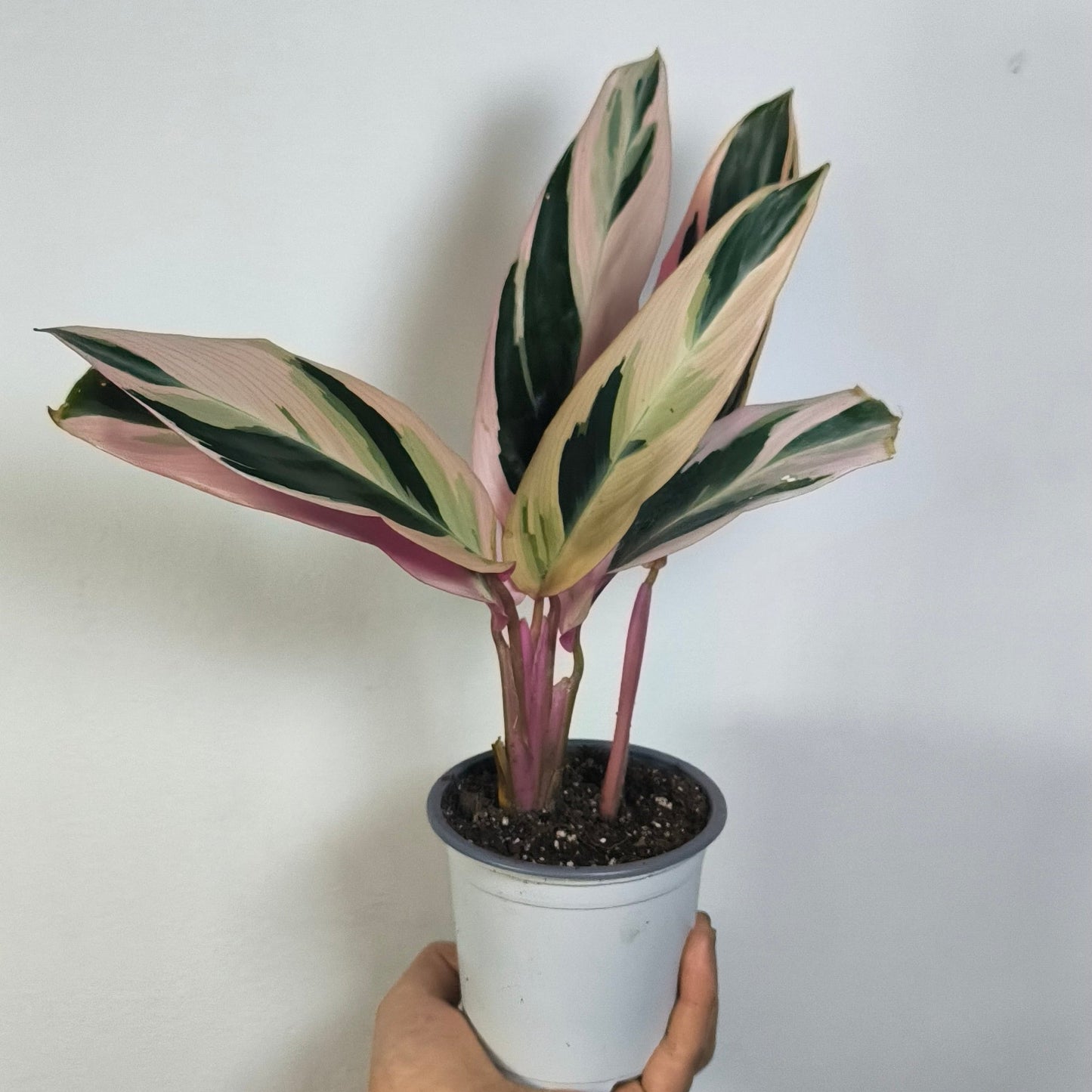 Calathea Triostar
