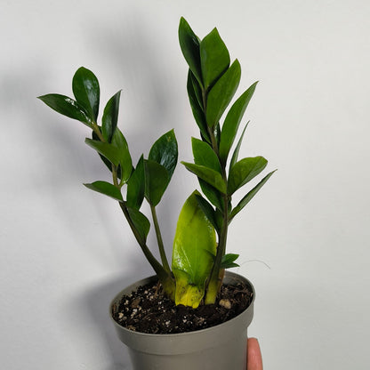 Zamioculca Zamiifolia