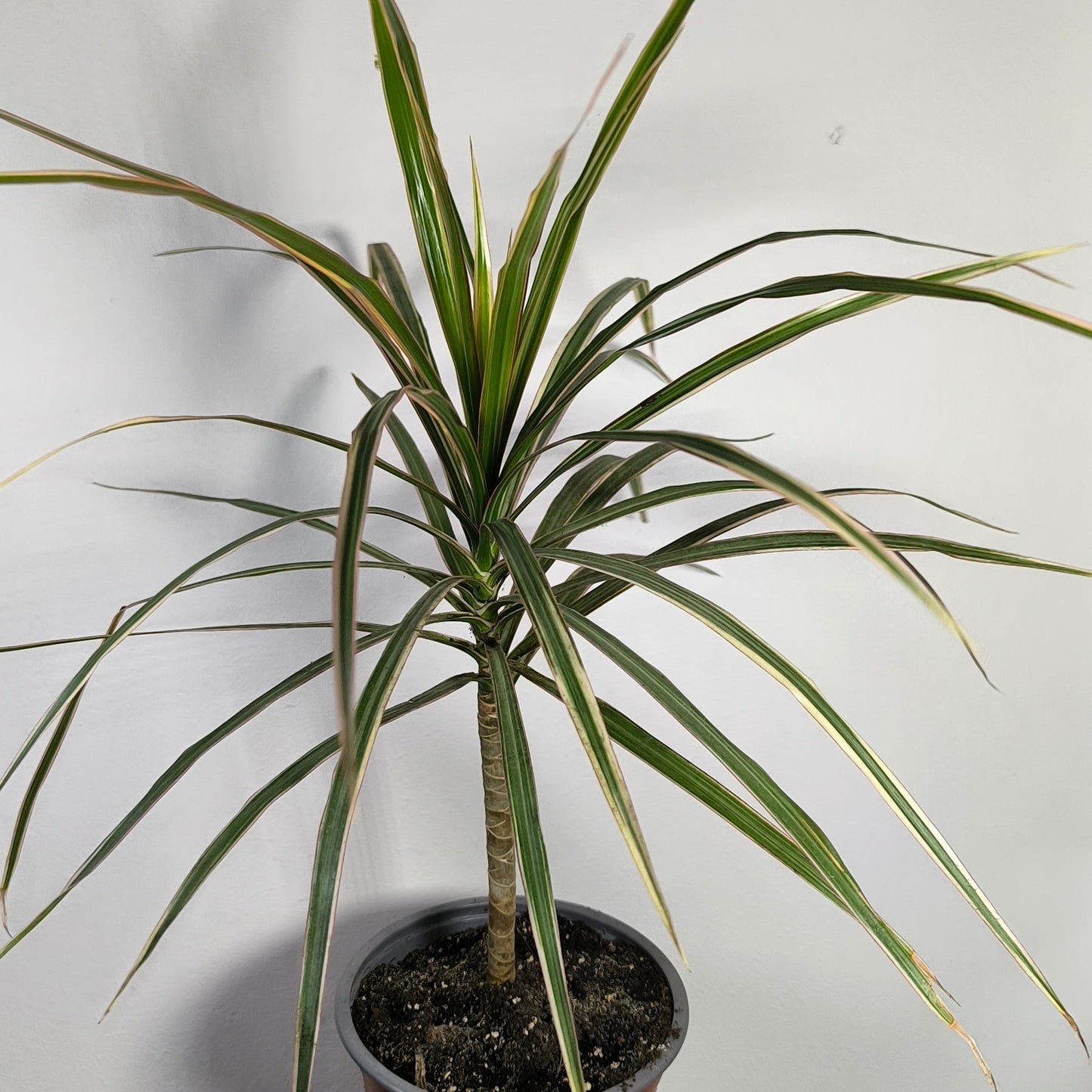 Dracena Marginata Bicolor