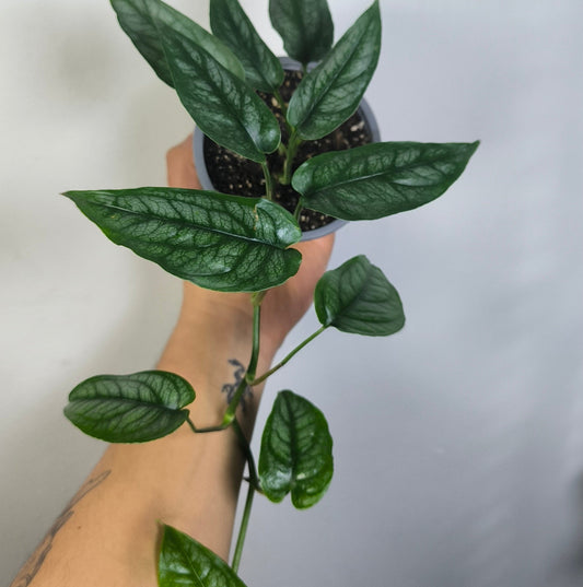 Monstera Siltepecana