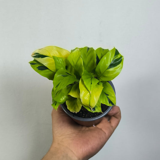 Calathea Thai Beauty