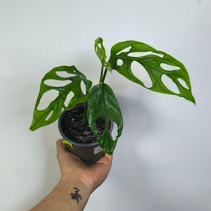 Monstera Adansonii