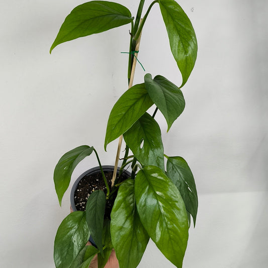 Epipremnum Cebu Blue