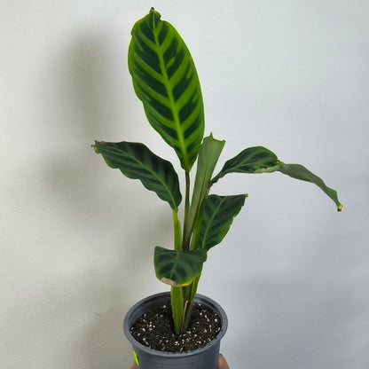 Calathea Zebrina Warscewiczii