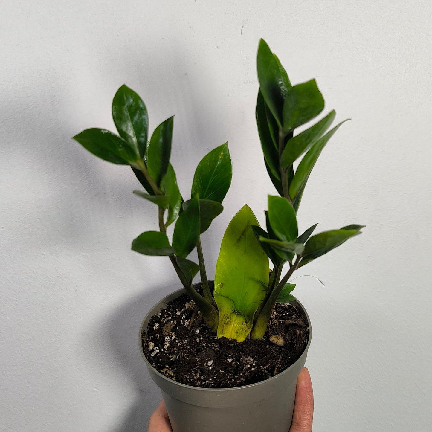 Zamioculca Zamiifolia
