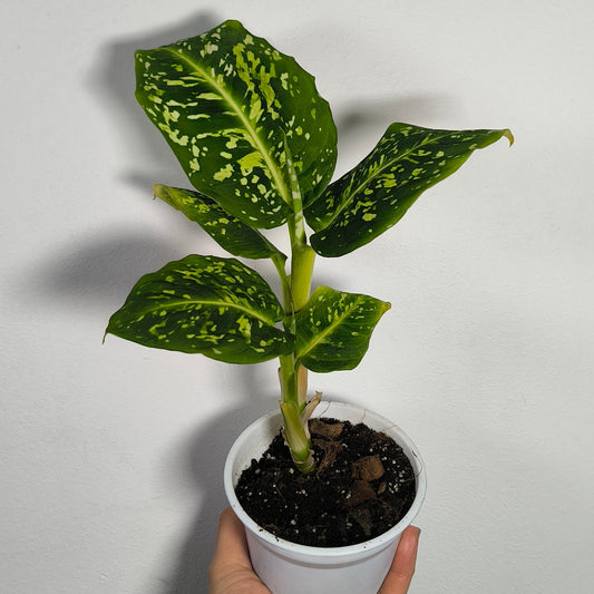 Dieffenbachia Reflector