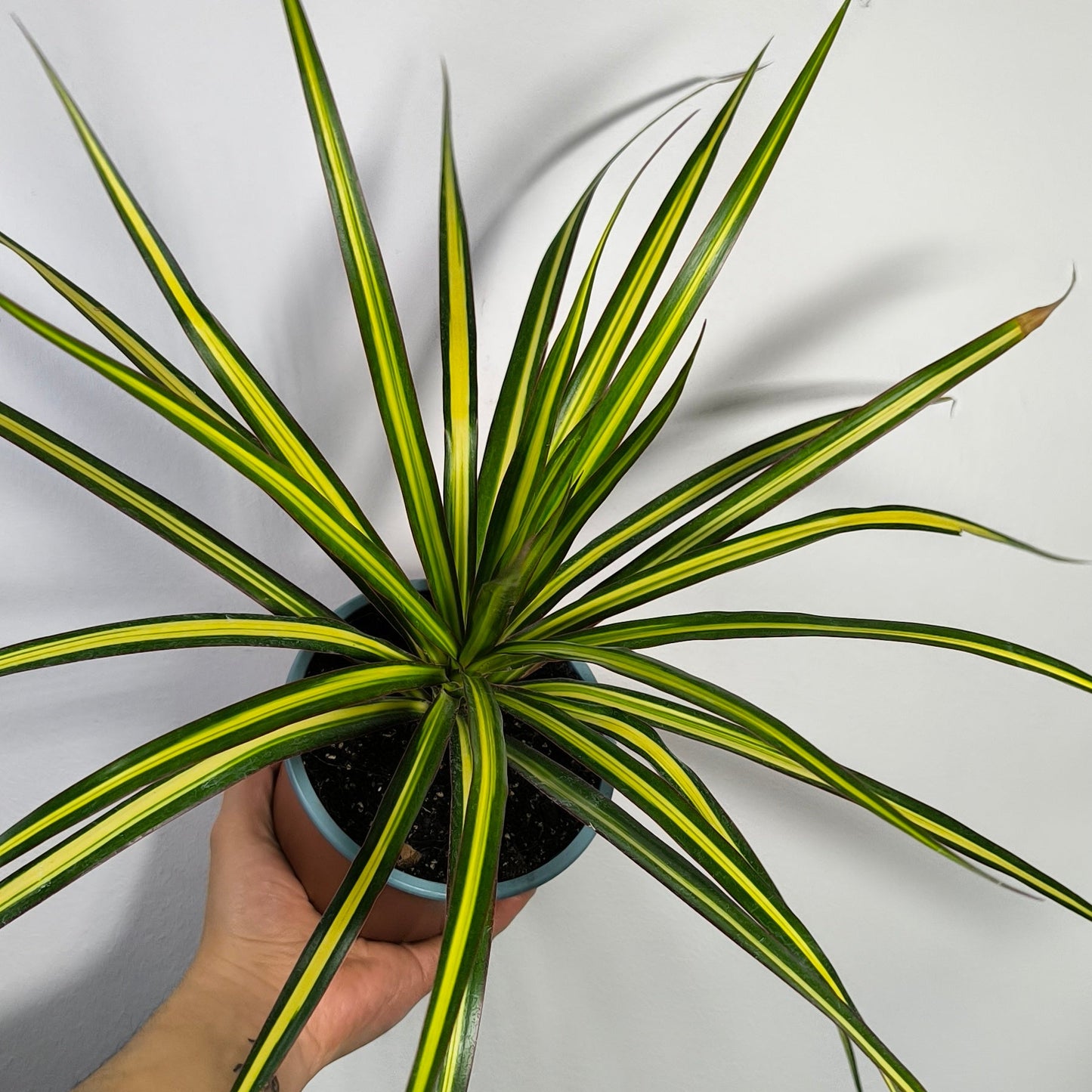 Dracena Kiwi