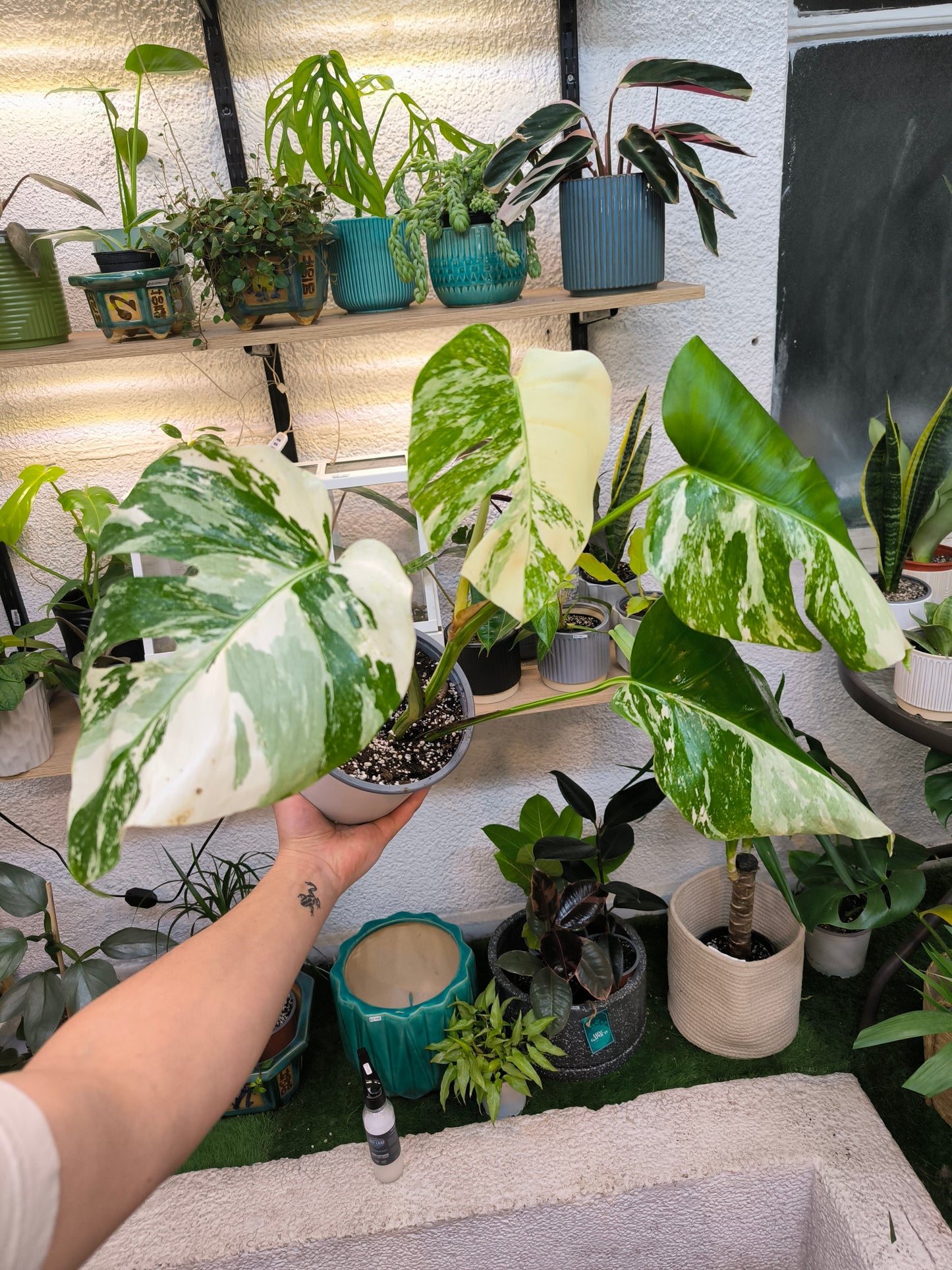 Monstera Variegada