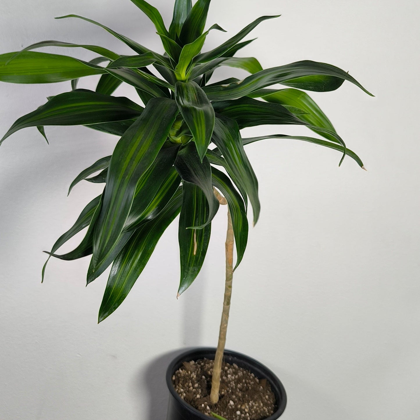 Dracena Jamaica