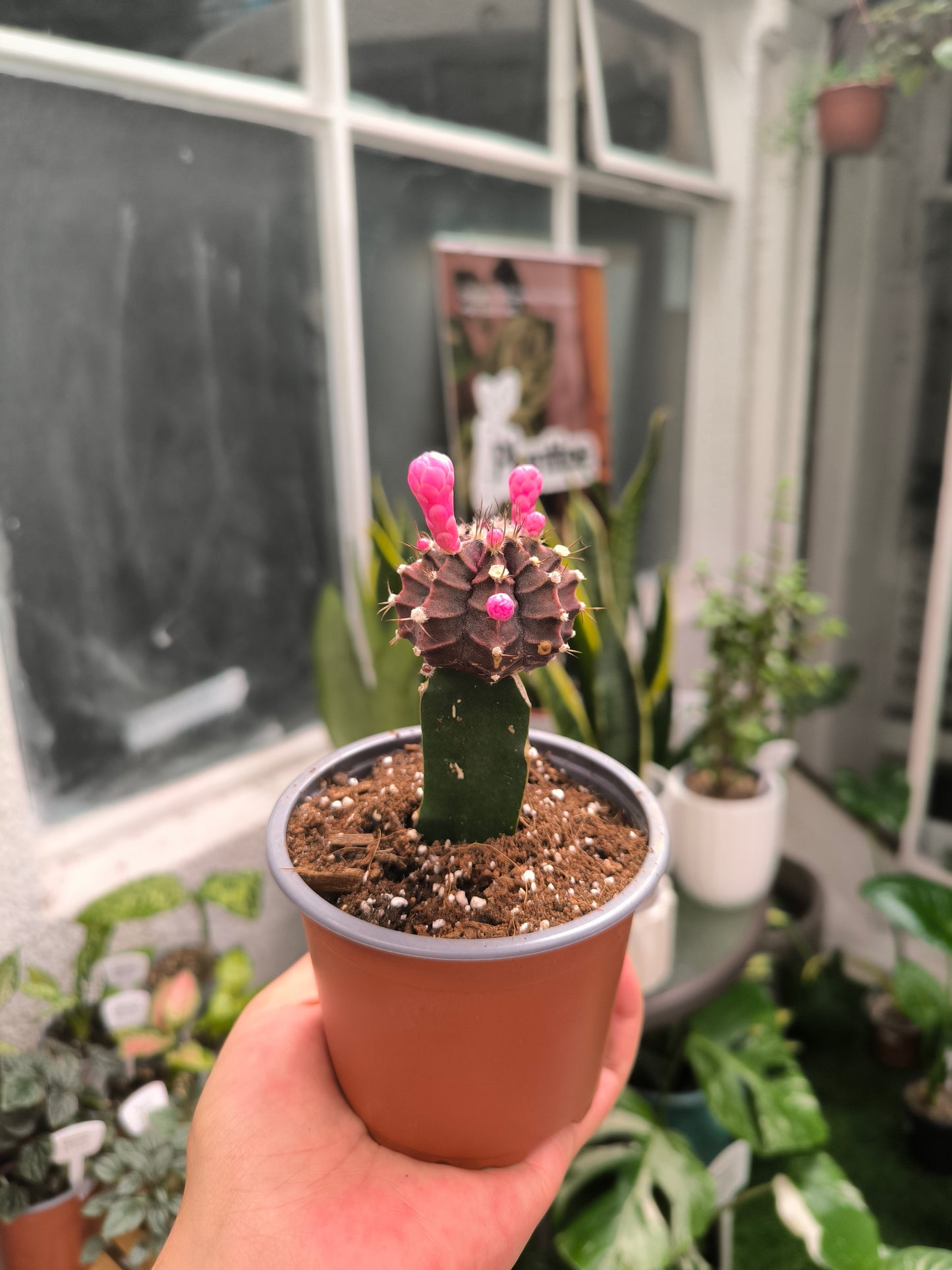 Cactus injertado