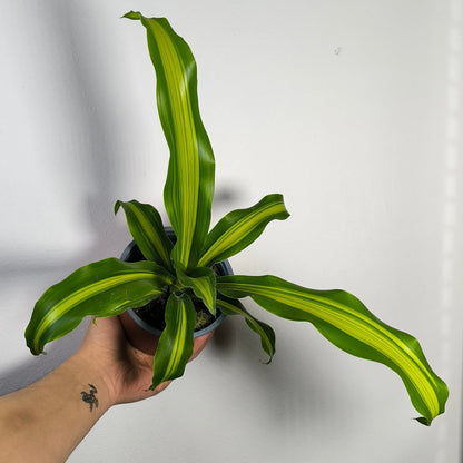 Dracena Palo De Agua