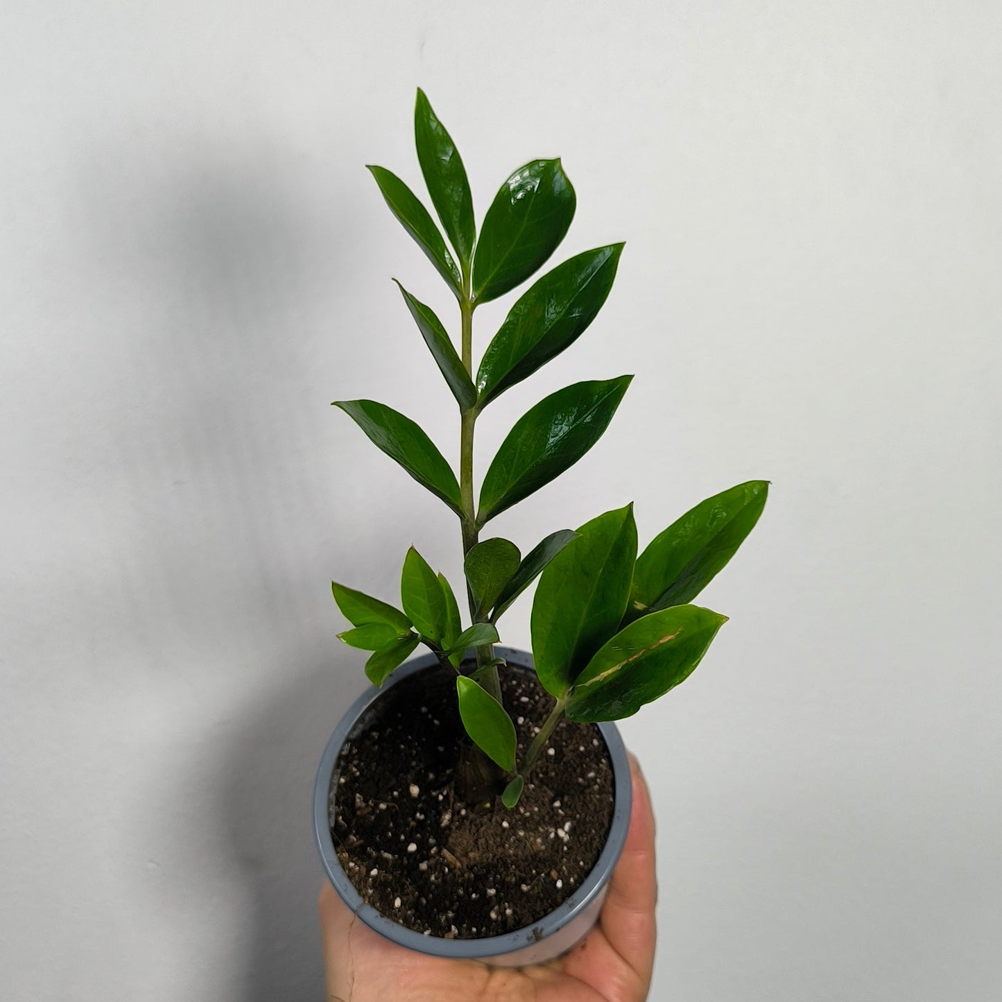 Zamioculca Zamiifolia
