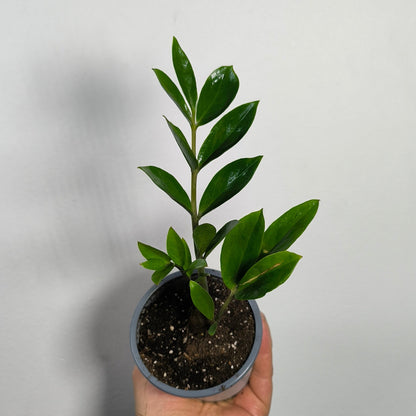 Zamioculca Zamiifolia